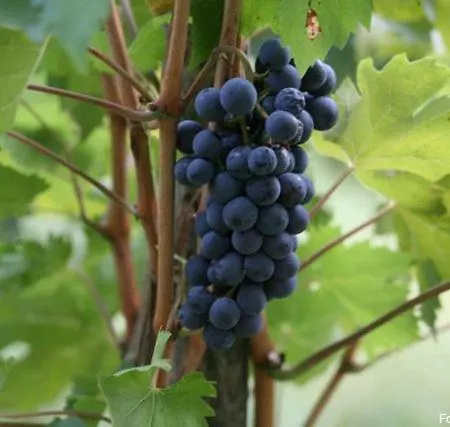 Nono Ive Lejlighed Vis